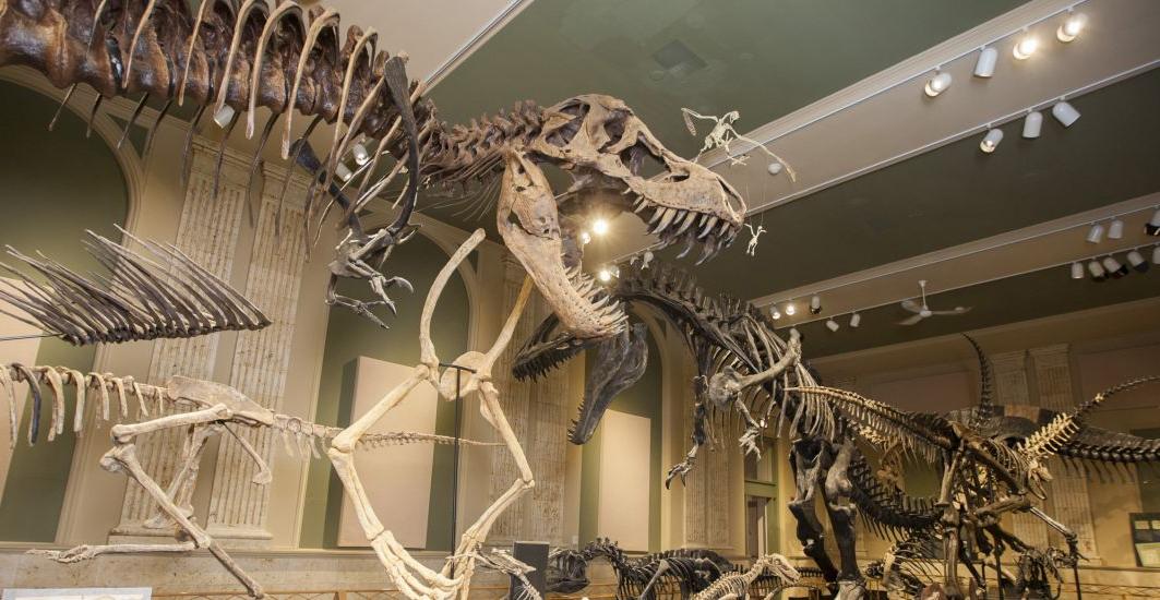 Carthage students who are interested in earning a paleontology degree have the opportunity to stu...