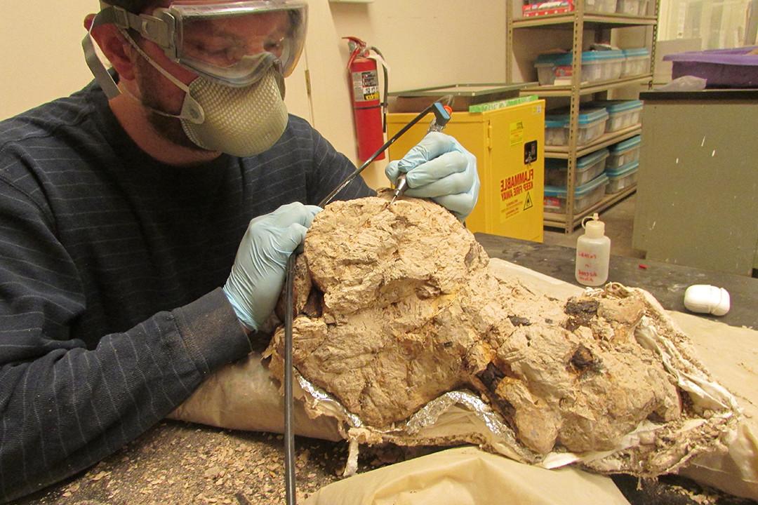 Brady Holbach, part-time Preparator, using an air scribe to remove rock from a Triceratops brainc...